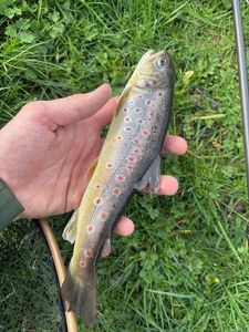 Brown Trout