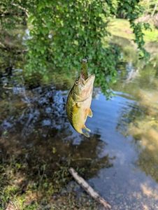 Largemouth Bass