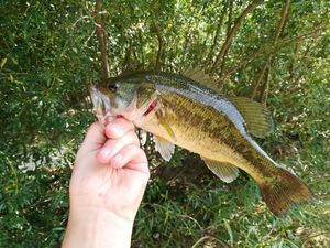 Largemouth Bass