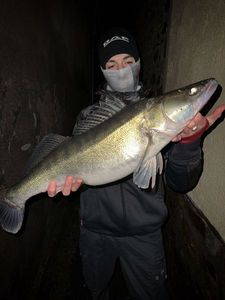 Zander