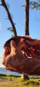Goliath Grouper