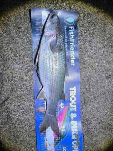 Thicklip Grey Mullet