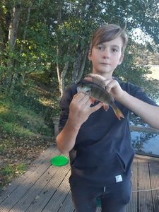 European Perch