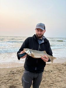 European Bass (Seabass)