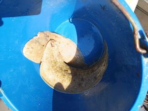 Burbot