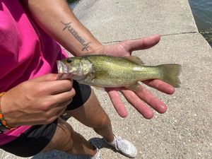 Largemouth Bass
