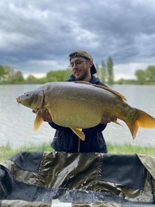 Mirror Carp