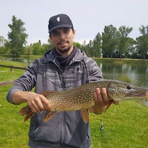Northern Pike