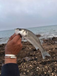 European Bass (Seabass)