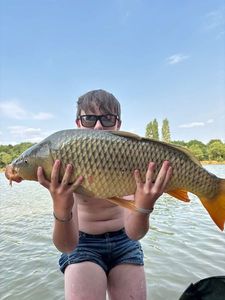 Common Carp