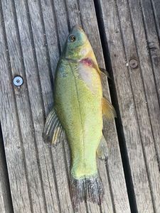 Tench
