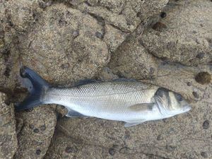 European Bass (Seabass)