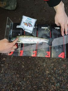Rainbow Trout