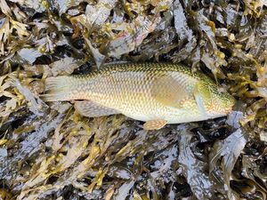 Ballan Wrasse