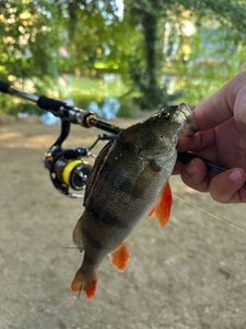 European Perch