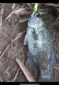 Rock Flagtail