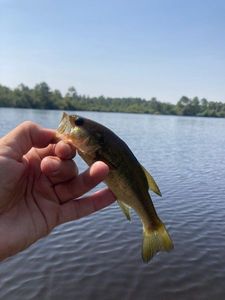 Largemouth Bass