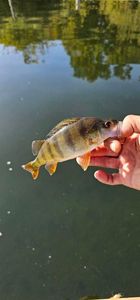 European Perch