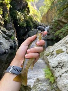 Brown Trout
