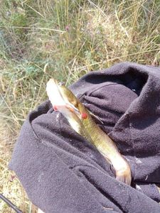 Black Bullhead