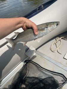 Thicklip Grey Mullet