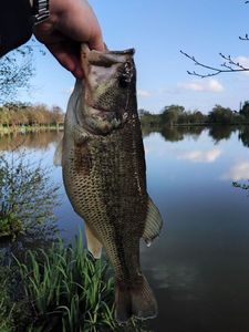Largemouth Bass