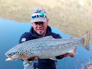 Brown Trout