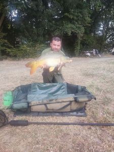 Mirror Carp
