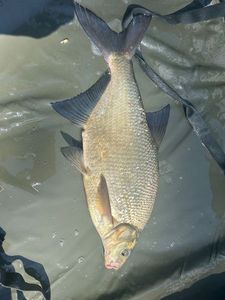 Common Bream