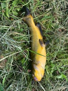 Black Bullhead