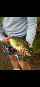 Largemouth Bass