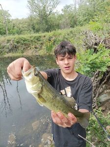 Largemouth Bass