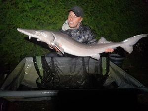 Sturgeon