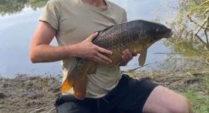 Common Carp