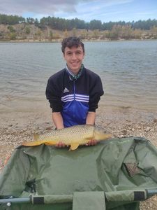 Common Carp