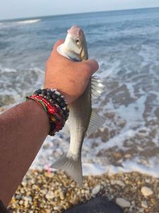 European Bass (Seabass) catturato da Laurent Goudard