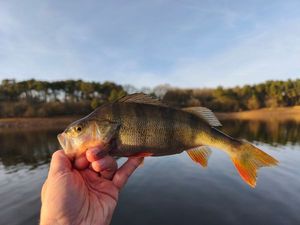 European Perch