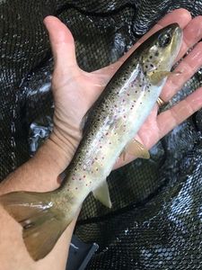 Brown Trout