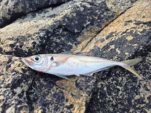 Cape Horse Mackerel