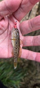 Round Goby