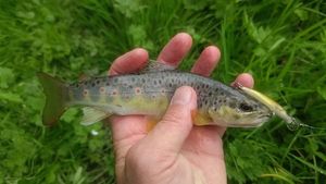 Brown Trout