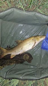 Barbel