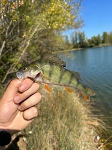 European Perch