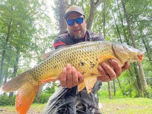Common Carp