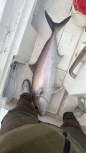 Greater Amberjack