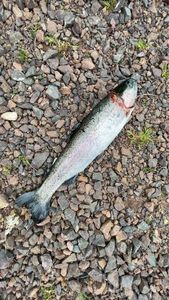 Rainbow Trout