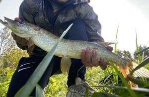 Northern Pike