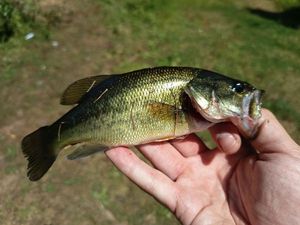 Largemouth Bass