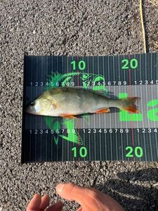 European Perch