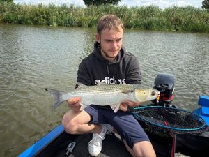 Thicklip Grey Mullet
